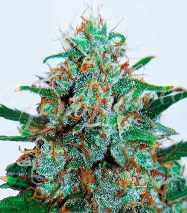 delicious-seeds-critical-neville-haze-auto-3uds_1