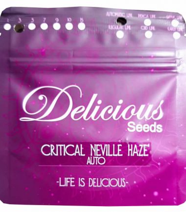 delicious-seeds-critical-neville-haze-auto-3uds_2