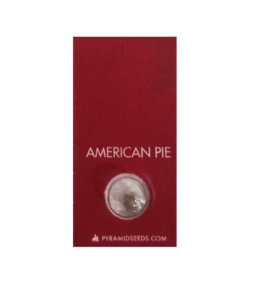 PYRAMID SEEDS AMERICAN PIE (1UD)