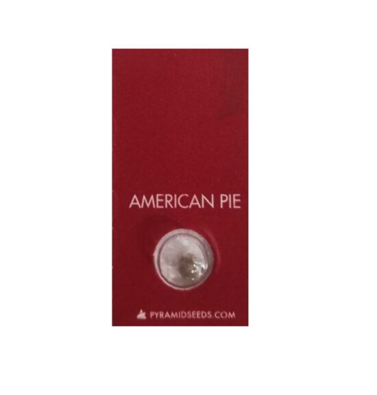 PYRAMID SEEDS AMERICAN PIE (1UD)