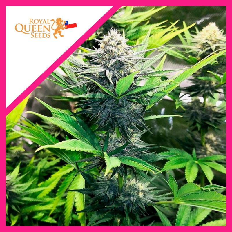 North Thunderfuck X3 Royal Queen Seeds Medicine Grow Shop 7920